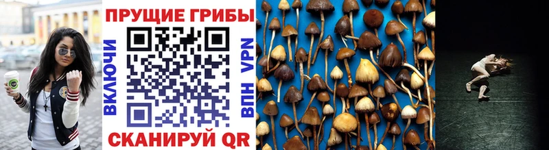 Псилоцибиновые грибы Psilocybe  Южно-Сухокумск 